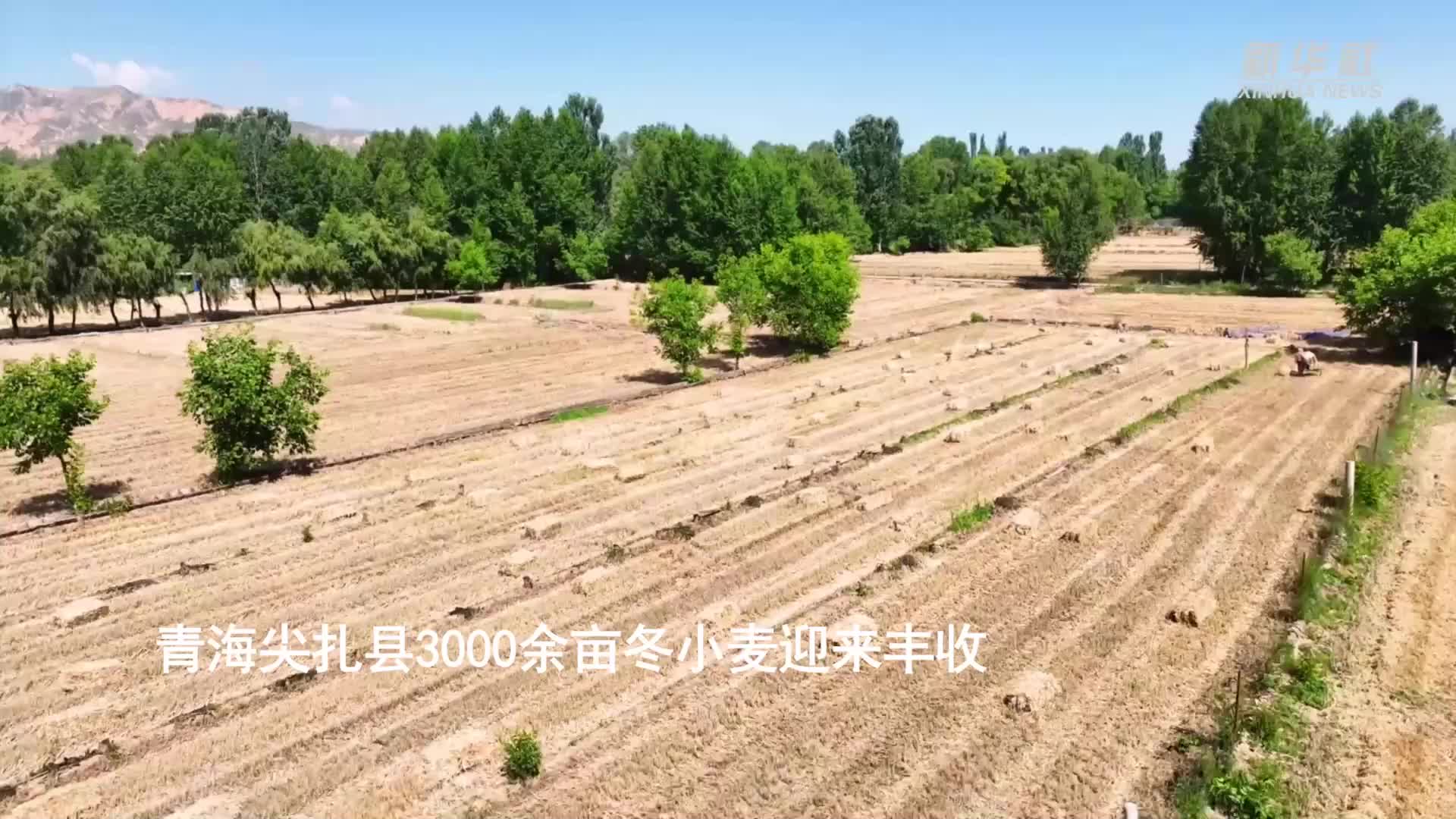 青海尖扎县3000余亩冬小麦迎来丰收